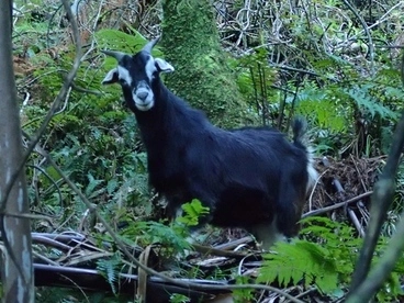 Image: Goat