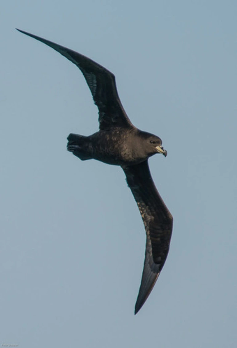 Image: Westland Petrel