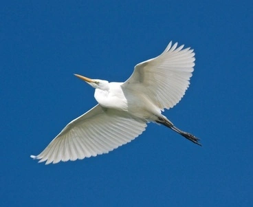 Image: Eastern Great Egret