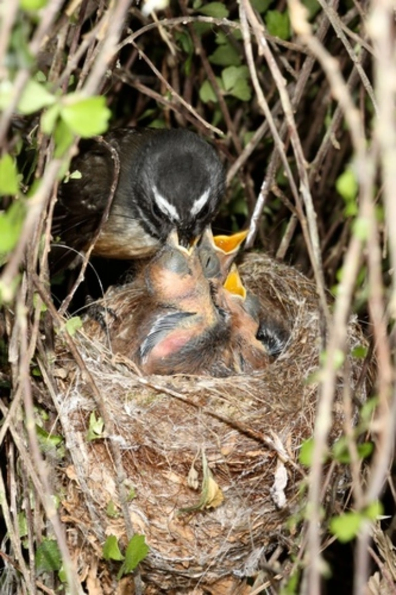 Image: South Island Fantail