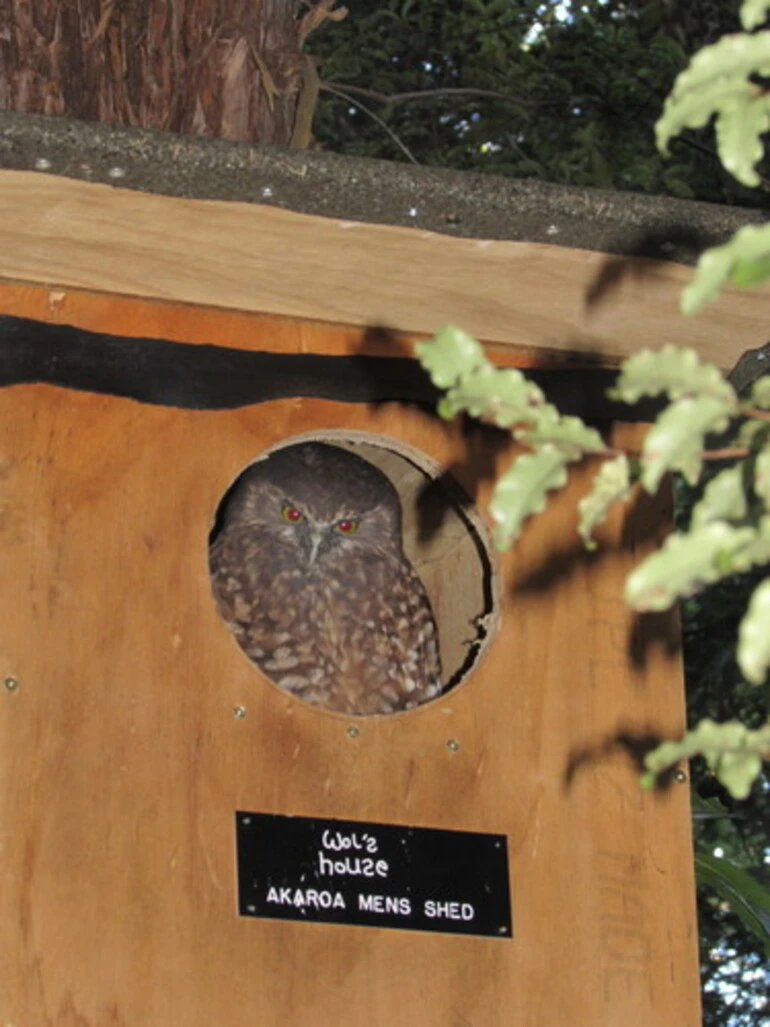 Image: Morepork