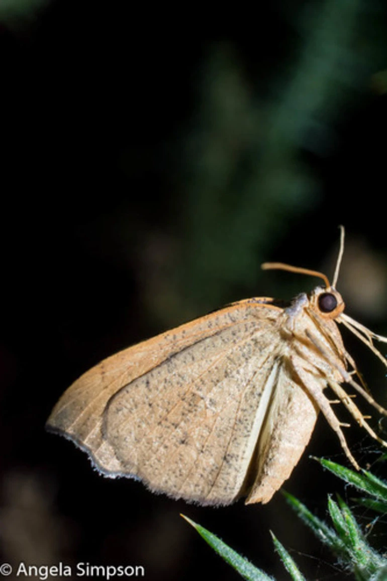 Image: Geometer Moths