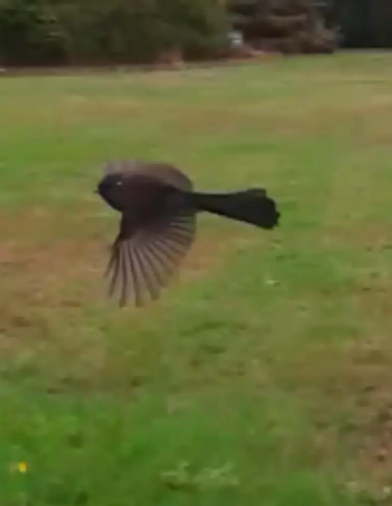 Image: South Island Fantail