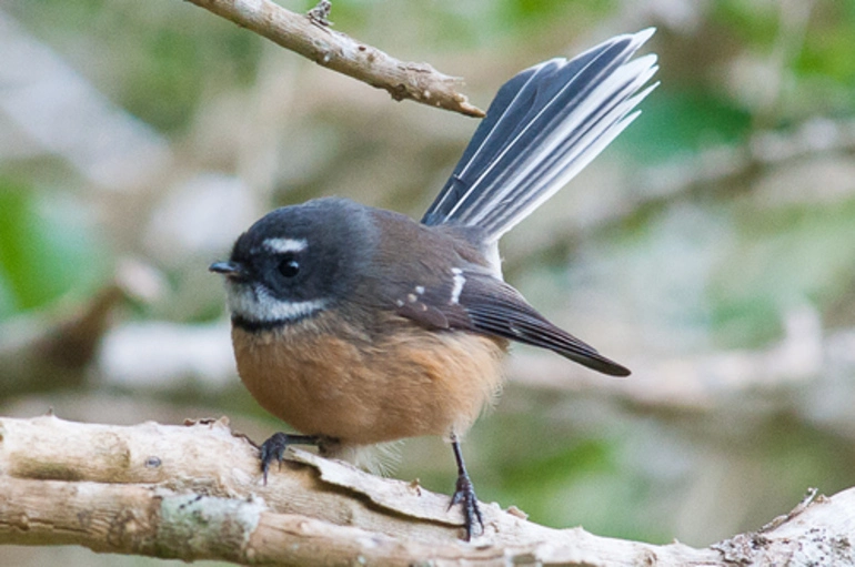 Image: South Island Fantail