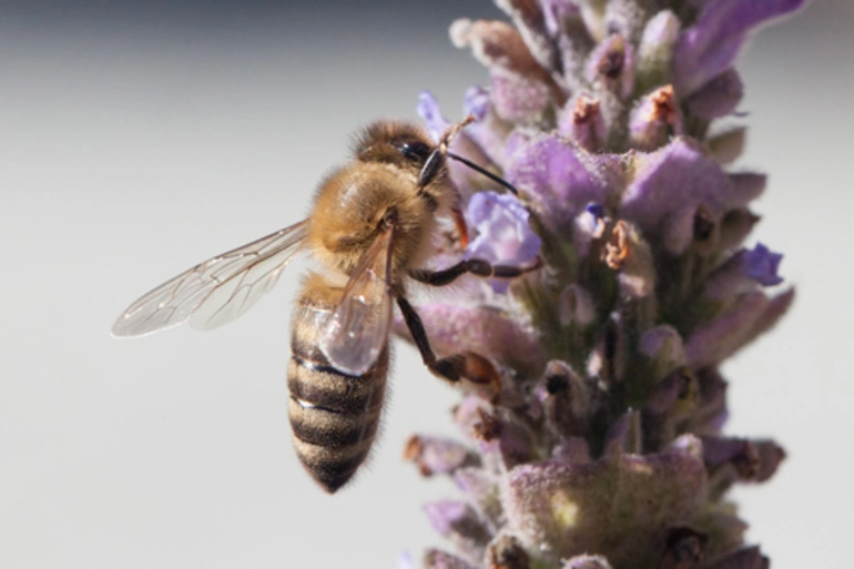 Image: Honey Bee