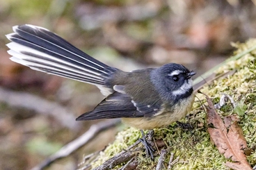 Rhipidura fuliginosa Image: Rhipidura fuliginosa