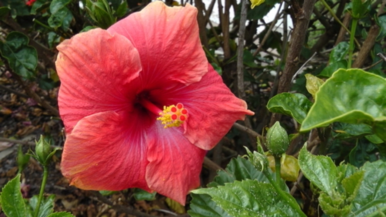 Image: hibiscuses