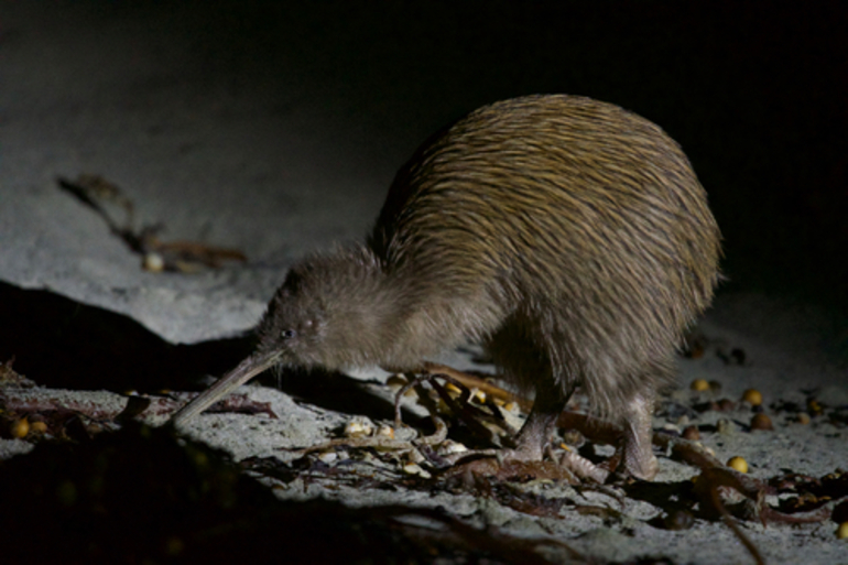 Image: Stewart Island Brown Kiwi