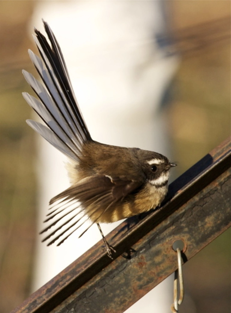 Image: South Island Fantail