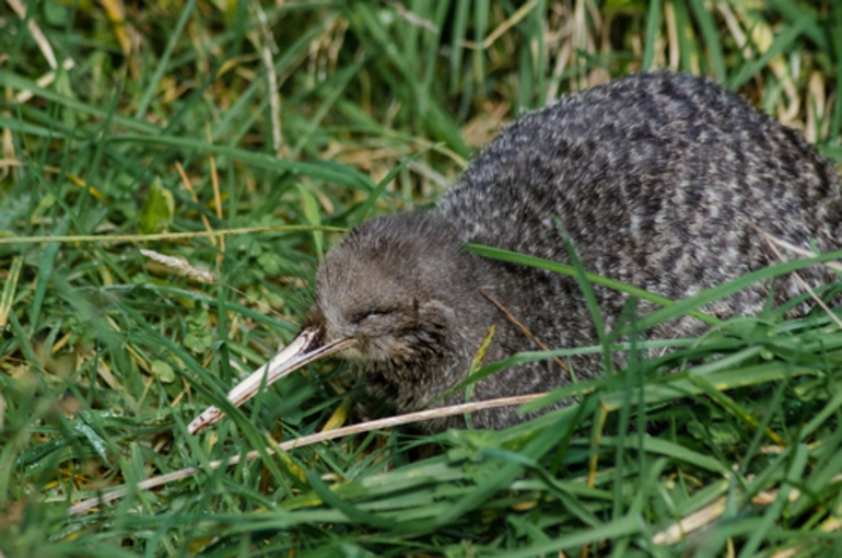 Image: Little Spotted Kiwi
