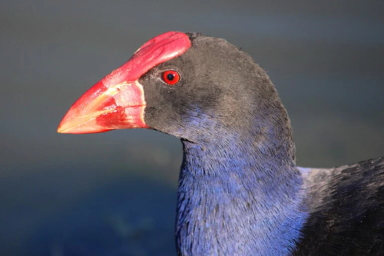 Image: Pukeko