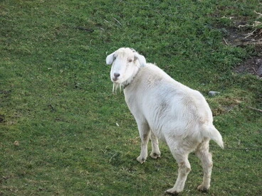 Image: Domestic Goat