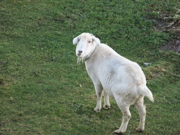 Domestic Goat Image: Domestic Goat