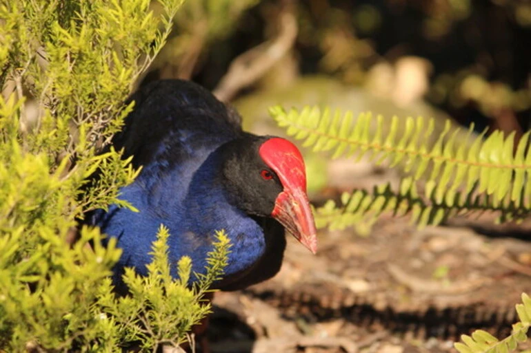 Image: Pukeko