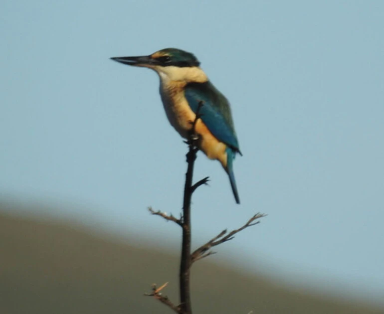 Image: New Zealand Kingfisher