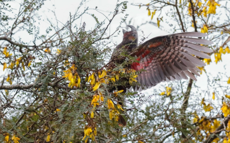 Image: North Island Kaka