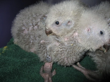 Image: Kakapo