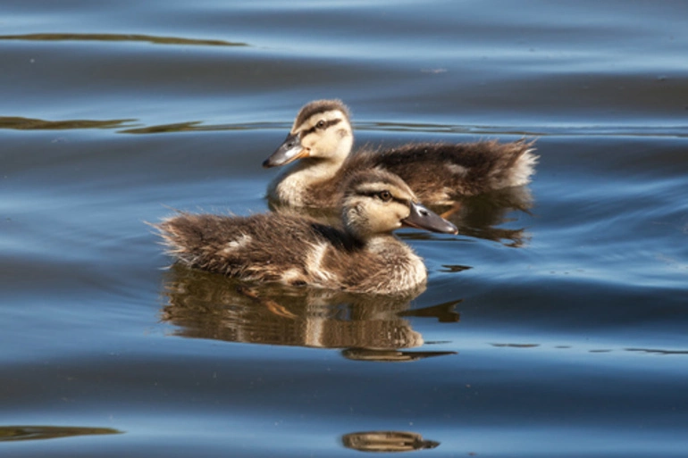 Image: Mallard