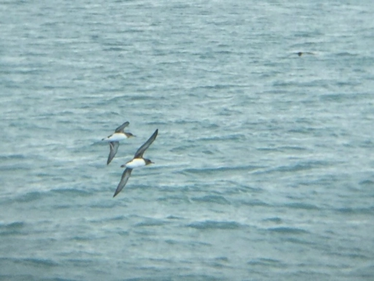Image: Hutton's Shearwater