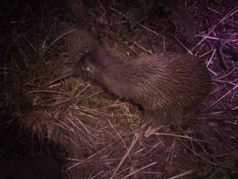 Image: Stewart Island Brown Kiwi