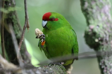 Image: Mainland Red-crowned Parakeet