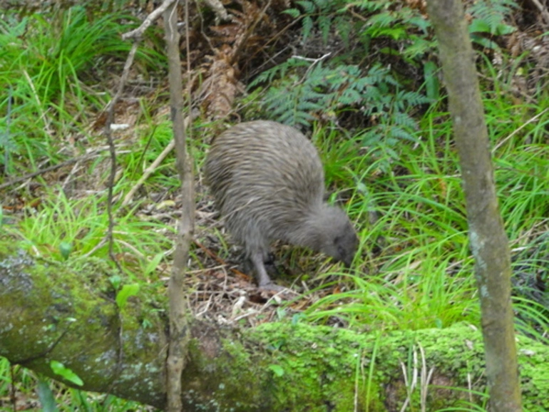 Image: Stewart Island Brown Kiwi
