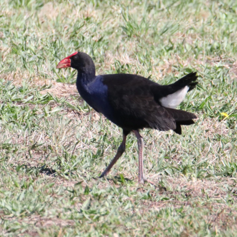 Image: Pukeko