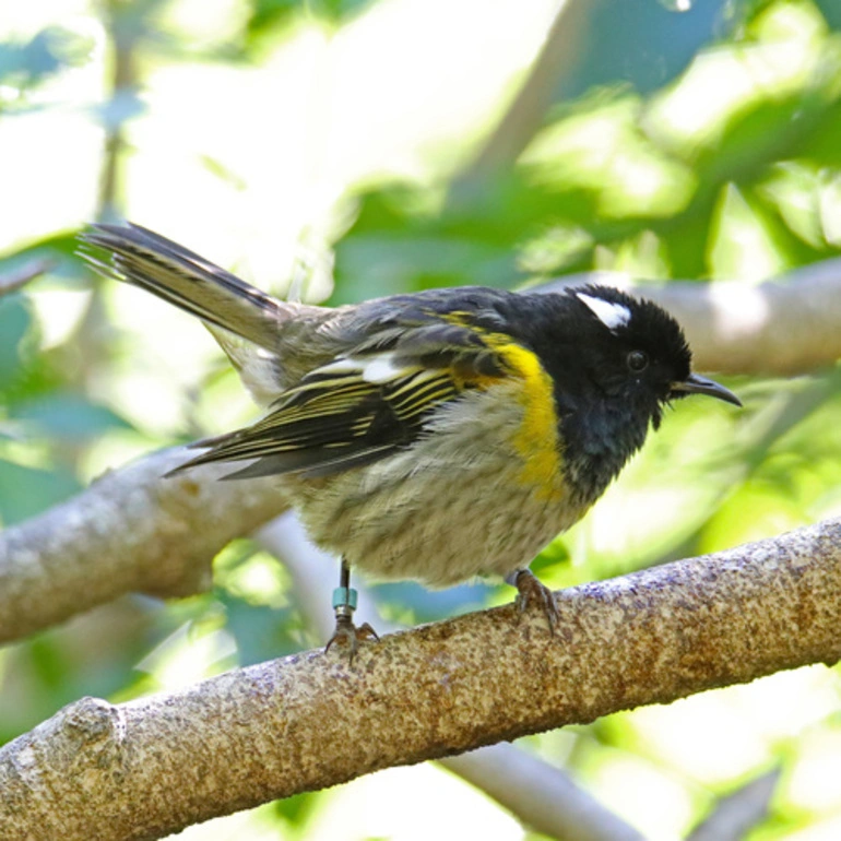 Image: Stitchbird