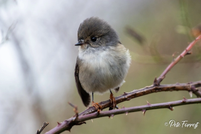 Image: North Island Tomtit