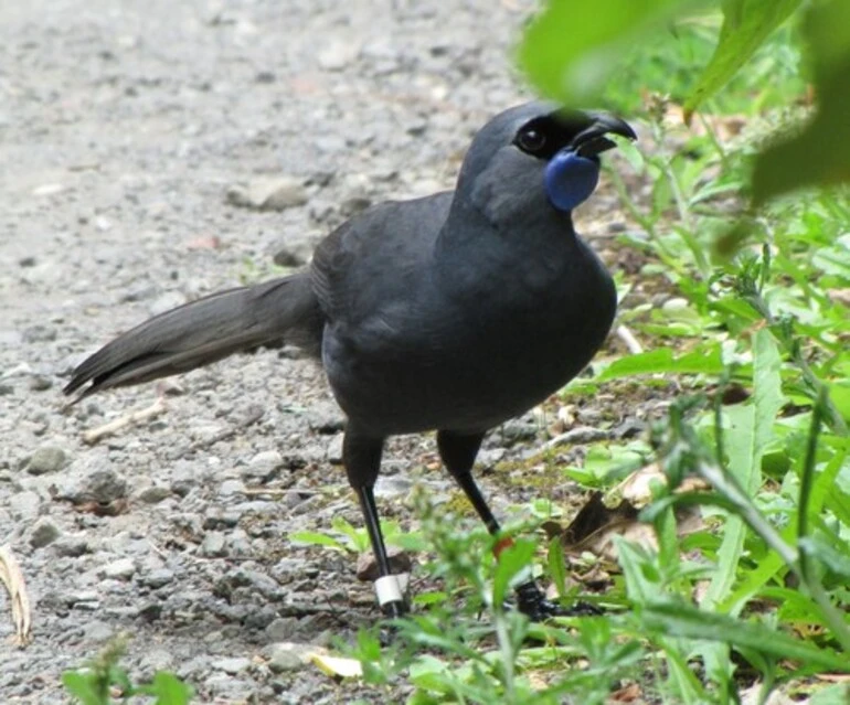 Image: North Island Kokako
