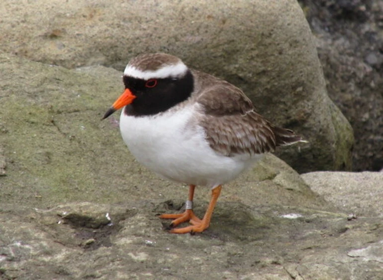 Image: Shore Plover