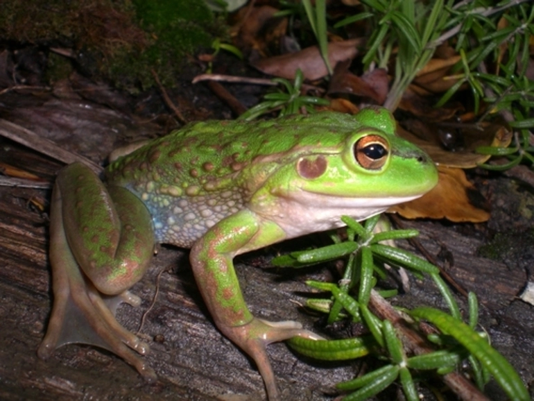 Image: Southern Bell Frog
