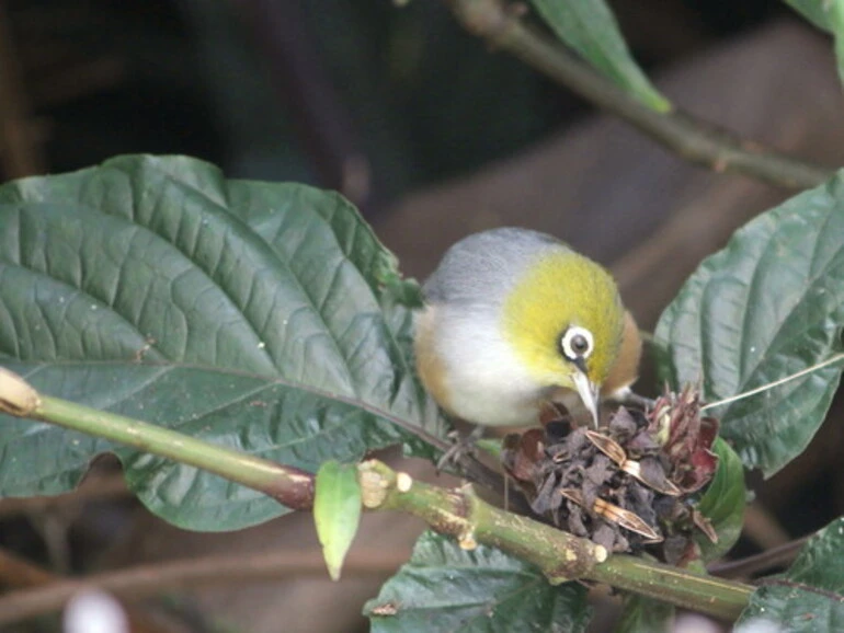 Image: Silvereye
