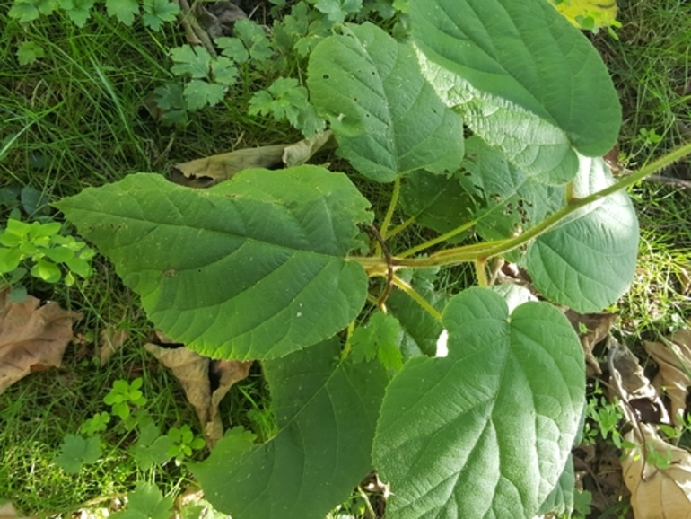 Image: Chinese gooseberry