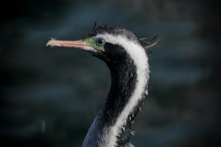 Image: Spotted Shag