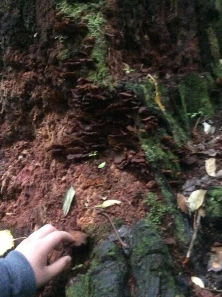 Image: Agaricomycetes