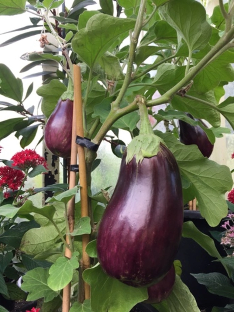 Image: Eggplant