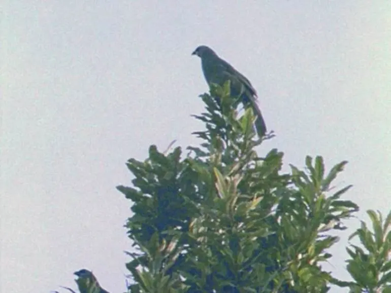 Image: Kōkako in flight