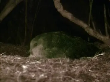 Male kākāpō booming Image: Male kākāpō booming
