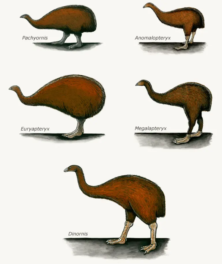 Image: Moa diversity