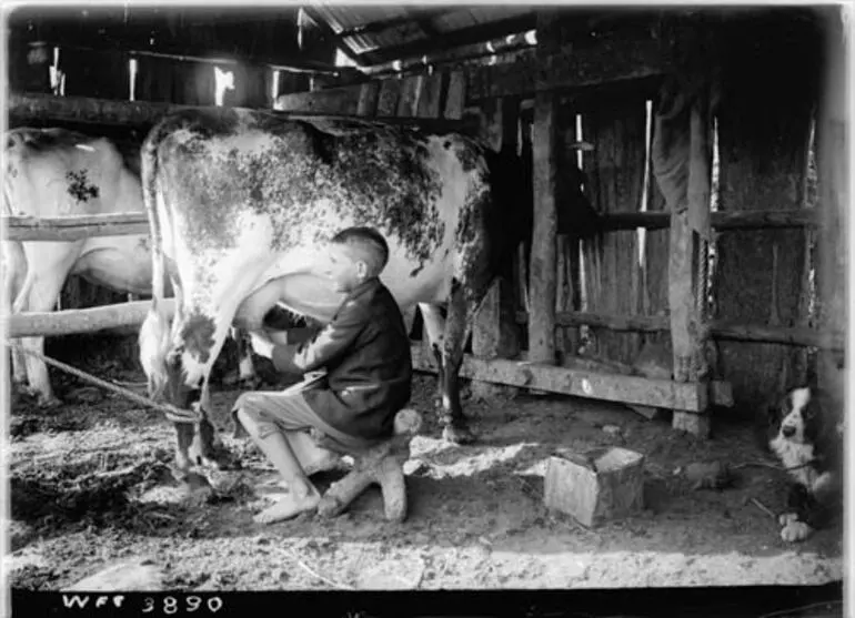 Image: Child milking a cow, 1903