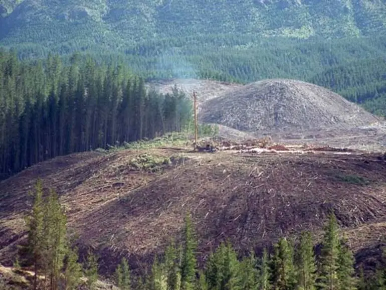 Image: Logging pine forest