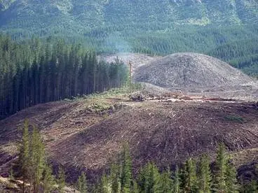 Logging pine forest Image: Logging pine forest