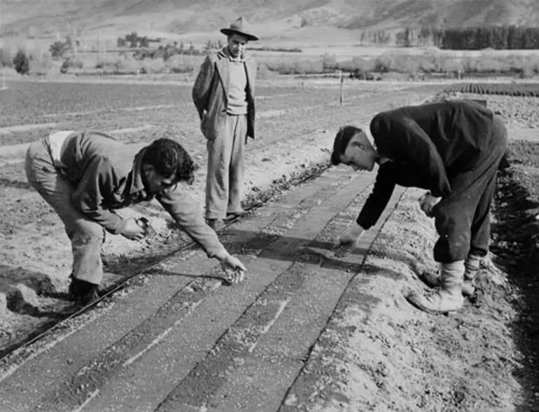 Image: Planting seeds, Golden Downs