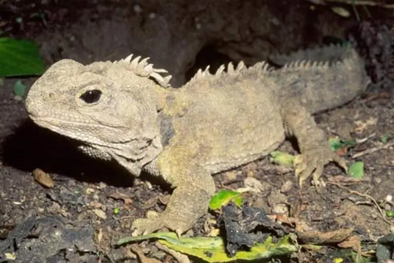 Image: Stephens Island tuatara