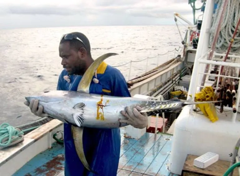 Image: Tagged tuna