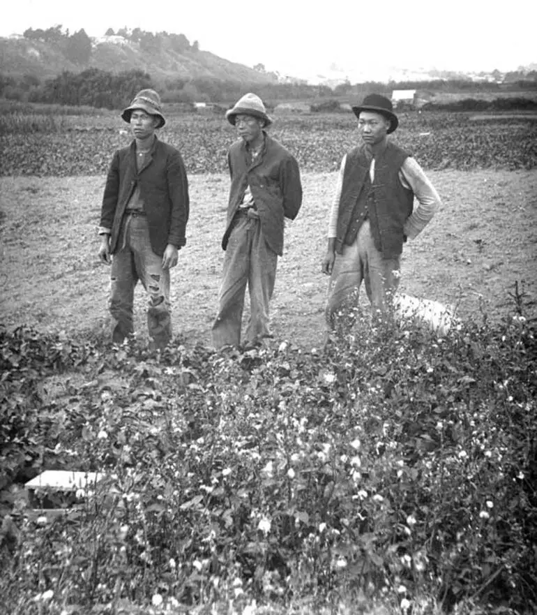 Image: Chinese market gardeners, early 1900s