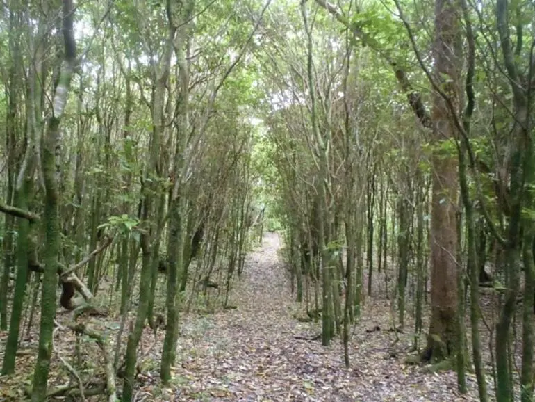 Image: Kopi forest