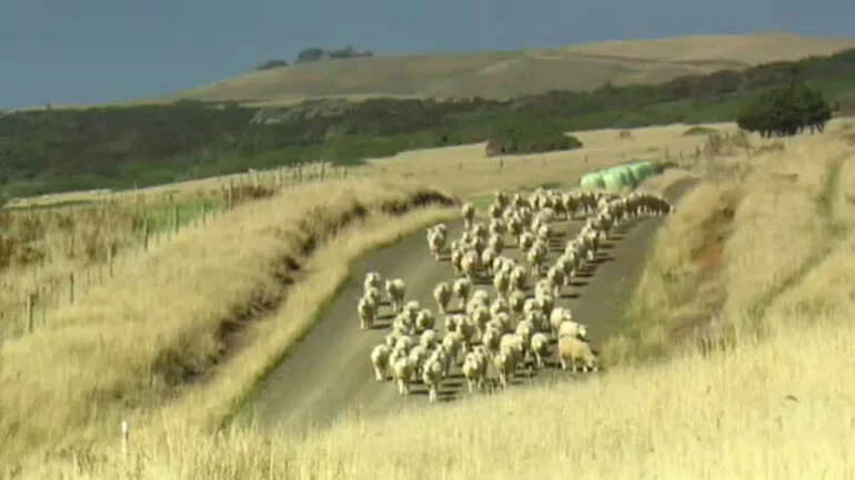 Image: Farming on the Chathams