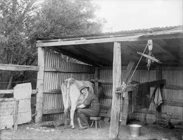 Image: Milking the house cow, early 1900s